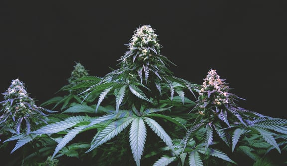 autoflower and feminised cannabis seeds